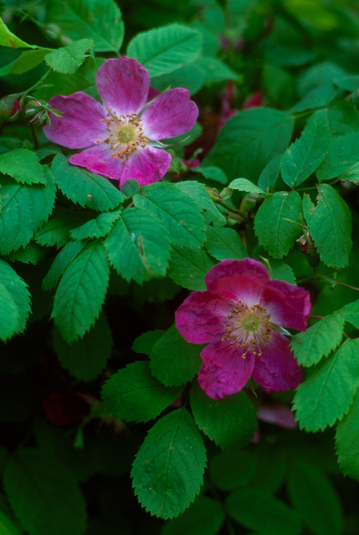 Havasalji rózsa_UL.jpg